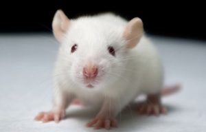 Estudian trastornos mentales implantado neuronas humanas a ratas