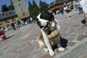 Joven denunció la tradicional foto con el perro de Bariloche