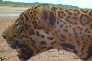 Registran dos yaguaretés en el Parque Nacional de Chaco