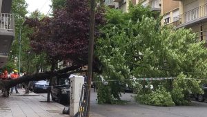 Los fuertes vientos provocaron la caída de mas de 10 arboles