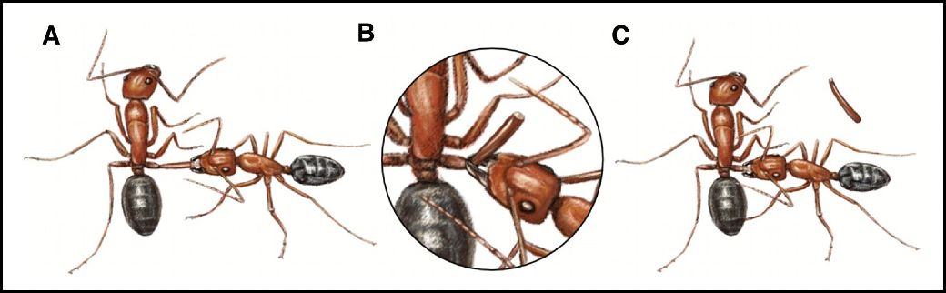 Hormigas