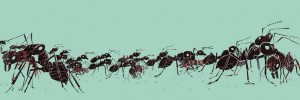 Hormigas cirujanas: la sorprendente estrategia de supervivencia