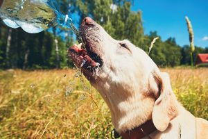 ¡Descubrí cuánta agua necesita tu perro para ser feliz y saludable!