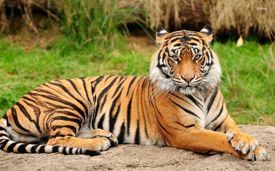 Efemérides: se extinguió el Tigre de Bali 