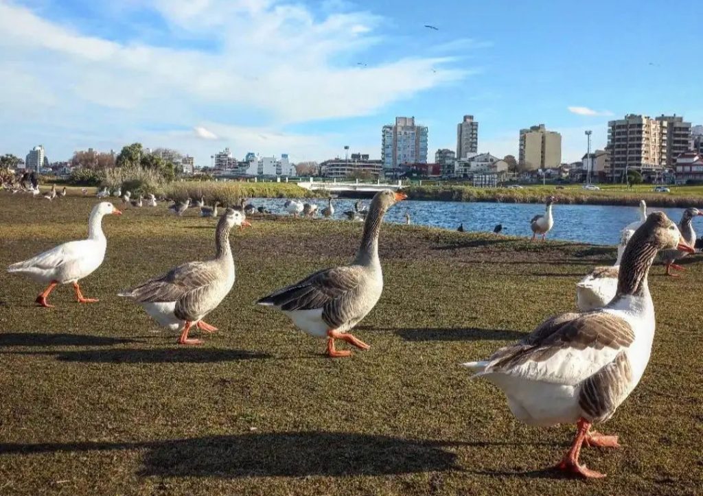 Patos de Punta Mogotes